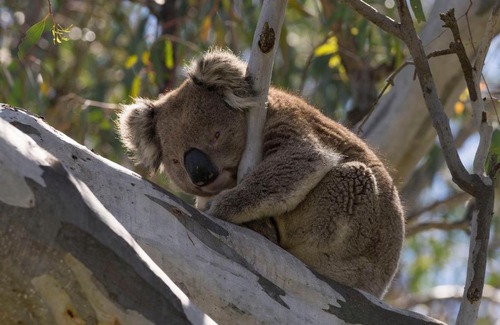 Cobram East Complejo | Tokemata Retreat