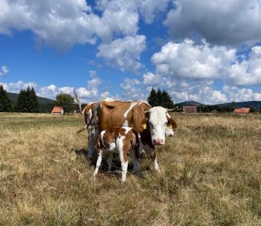 Central Serbia Villa | Topli kutak Golija