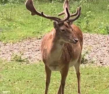 Malente Hotel | Townhuus No. 1/Dieksee