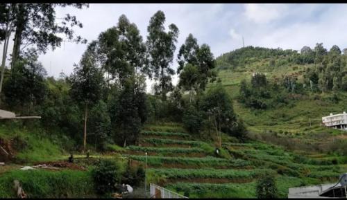 Kodaikanal Hotel | Tree Elanza
