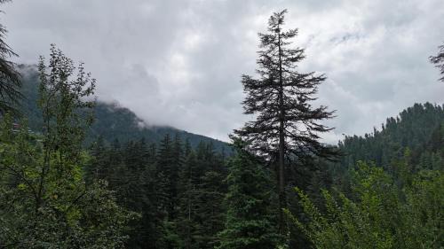 Banjar Chalet De Esquí | TreeHouse by The Woodpecker Inn Jibhi