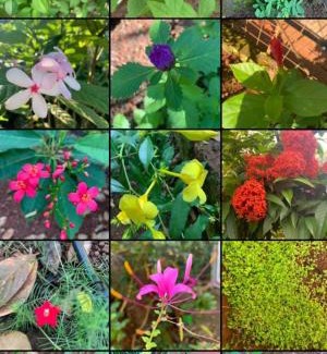 Dapoli Cama Y Desayuno | Triskelion - Bed and Breakfast, Family home stay by Joshi Brothers