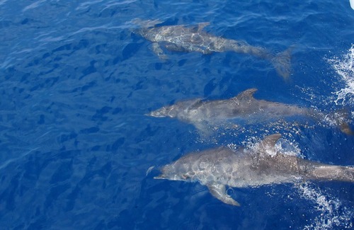 Placencia Alquiler De Eote | Voyager Family Vacation - Luxury Liveaboard Catamaran