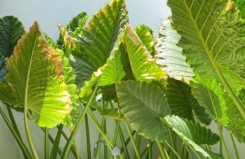 Thoddoo Casa | Tropicana Villas Maldives