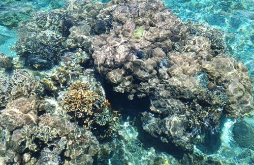 Mabul Island Cabina | Turtle Garden Lodge