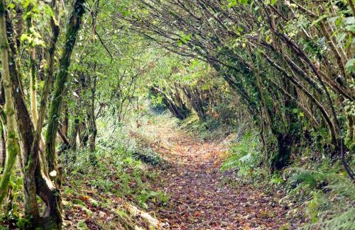 Sticklepath Casa | Uk45541-Old Stable Cottage
