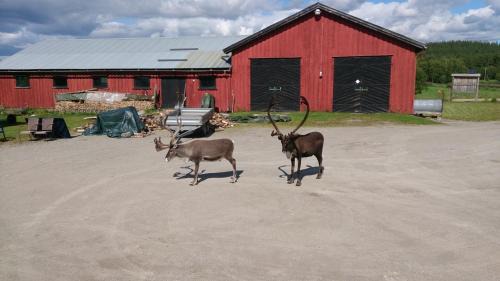 Engerdal Municipality Casa | Vestre Sorken Feriegard