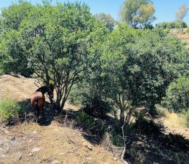 Hornachuelos Casa | VFT Las Piedrecitas (ENTERO)