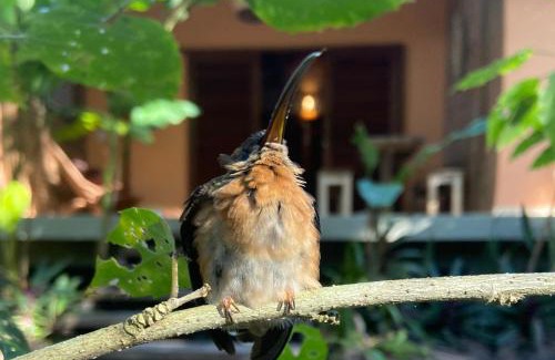 Marau Casa | Vila Pitanga - Arandis