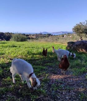 Alghero Villa | Villa Boeddu, relax tra mare e campagna