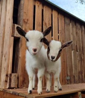 Alghero Villa | Villa Boeddu, relax tra mare e campagna