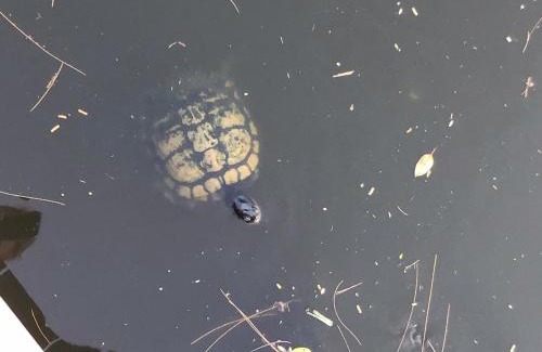 Pelican Casa | Villa Cozy Cottage - Waterfront