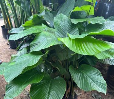 Setiu Casa | Villa D La Sa Pantai Penarik