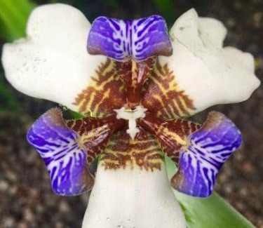 Aguas termales de Arenal Villa | Villa Heliconia by Arenal Heights