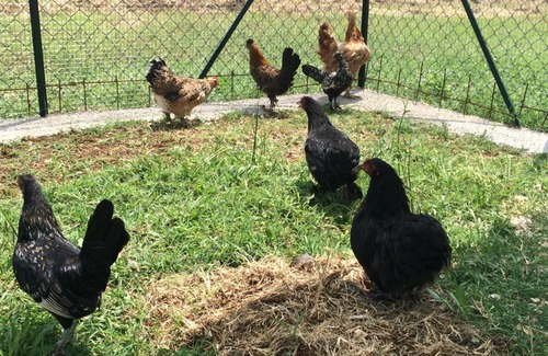 Montaquila Villa | Villa Margherita