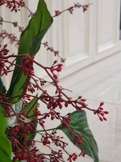 Birzebbuga Apartamento | Violetta