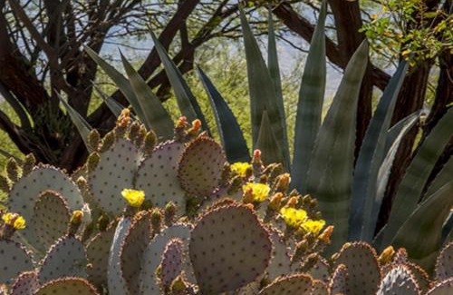 Rancho Vistoso Apartamento | Vistoso Resort Casita #149