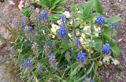 Lignieres-Orgeres Casa | Wildberry cottage