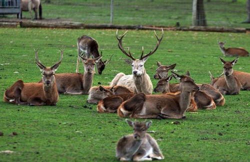 Baruth/Mark Apartamento | Wildpark Johannismühle