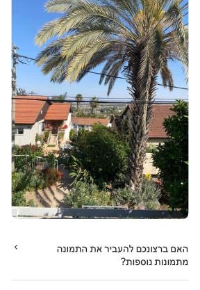 צל האורנים