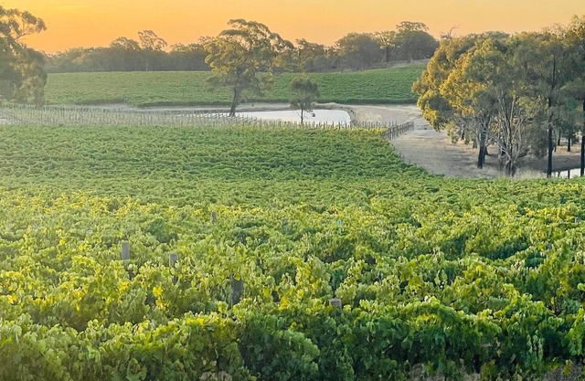 100 acres of Vineyard Perfection.