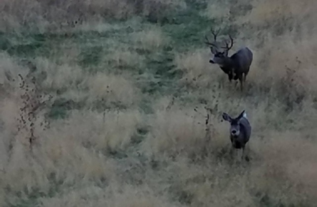 Embarcaciones de pontones de 24 pies / ubicadas en Snake River Brownlee Reseviour