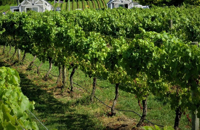 305inthevines