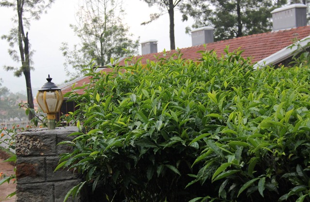 Propiedad del patrimonio valorada en 5 estrellas: té, té y Tribals