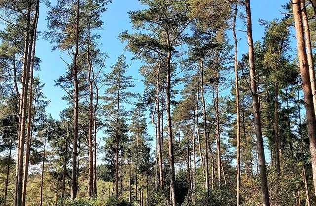 6 person holiday home in Gjern