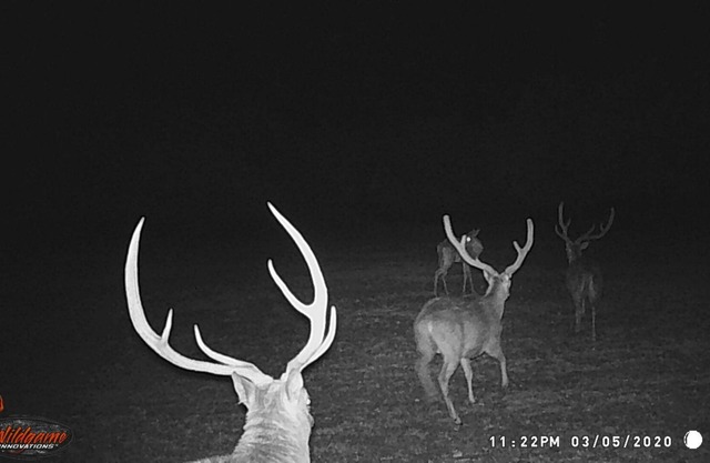 800 acre infested with wildlife !
