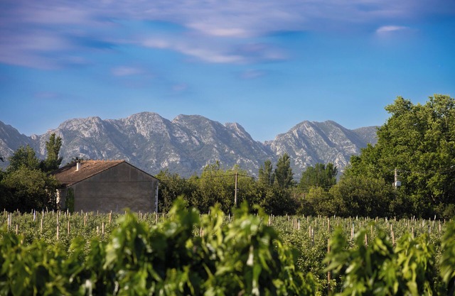 Un descanso en el campo entre Alpilles y Luberon