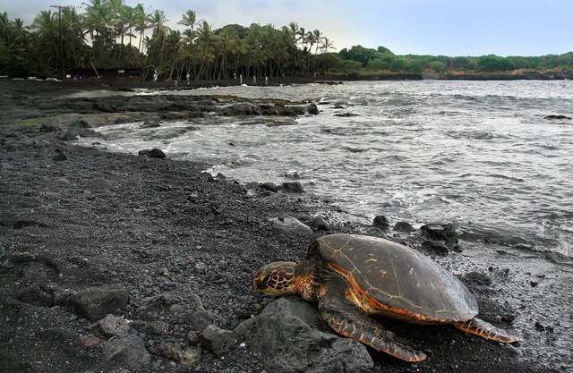 Turtle Paradise en la playa de arena negra de Punalu'u