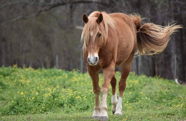A true "Barn" experience! Pet friendly!