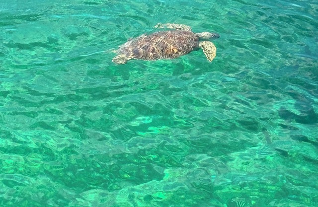 Abaco, Bahamas New Luxury Resort! Our 2 BR/2BA villa #2 On the Sea Of Abaco!