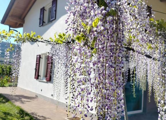 Agritur Lavanda