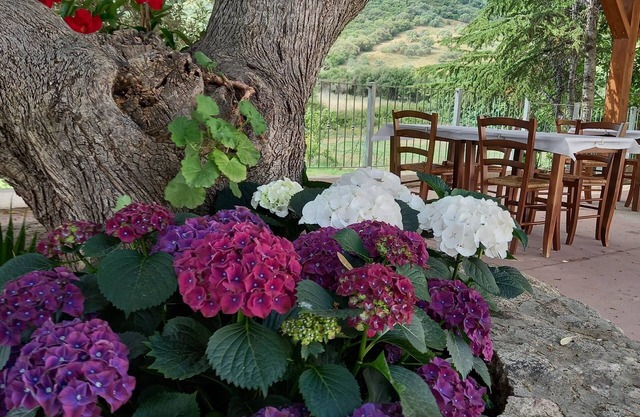 Agriturismo e camere Su Cuile Countryside Comfort Rooms