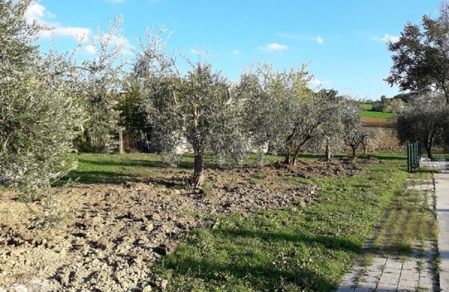 Agriturismo El Gatarel