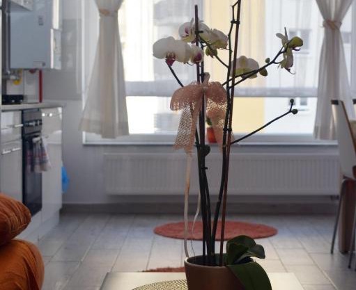 Aki studio