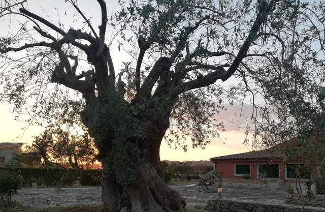 Al Palmento Cruillas