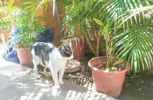 Aloha Lina