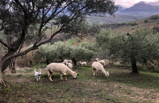 Alpacafarm Abruzzovakantie