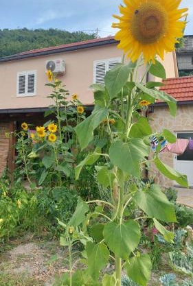 Apartman Mustapić
