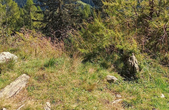 appartamento immerso nel verde delle dolomiti