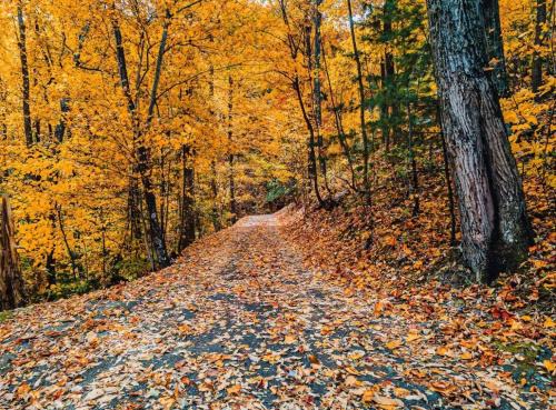 Autumn Retreat - 1 mi to GSMNP - Bears, Pool, Hot Tub, King Suite & Loft