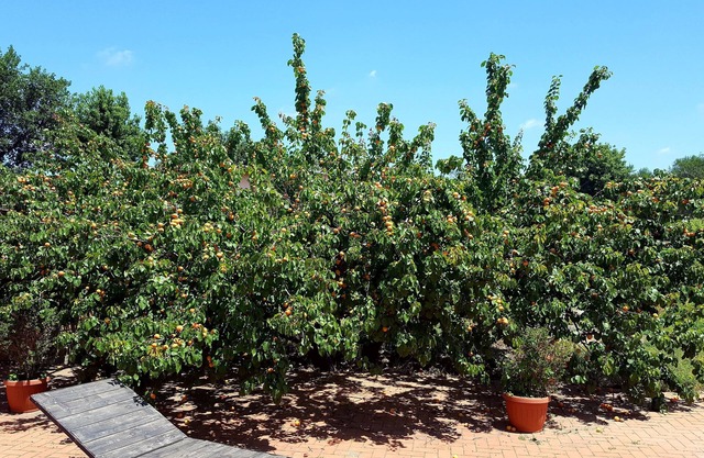 Azienda Agricola Sinisi