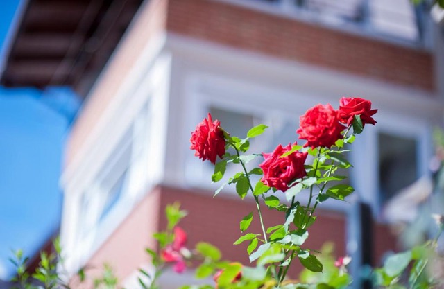 B&B Il Pettirosso