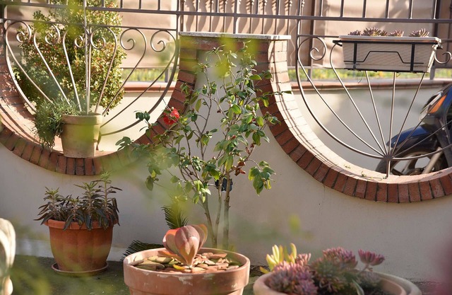 B&B Le Cycas