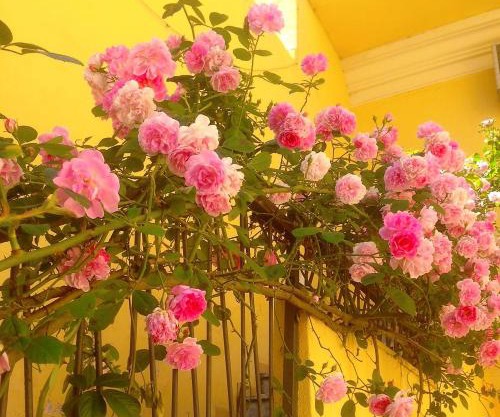 B&B Maison Rosetta IUN-E4948