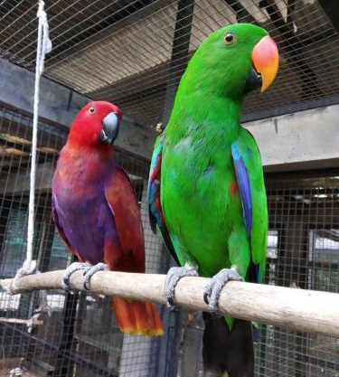 Bali Wildlife Rescue Center