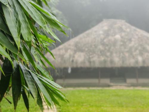 Bamboo Grove
